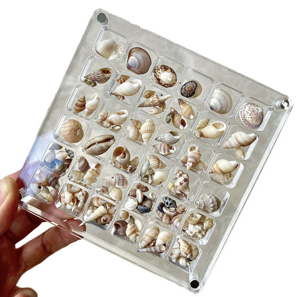 Acrylic Transparent Magnetic Collection Box - Seashell Storage Case