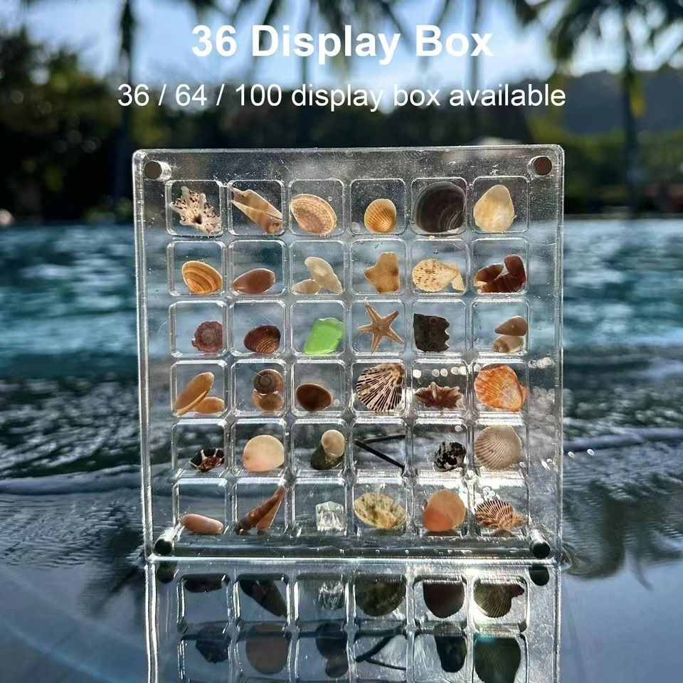 Acrylic Transparent Magnetic Collection Box - Seashell Storage Case